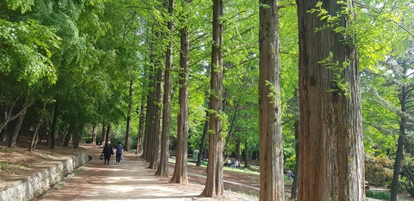  제주도 사려니 길과 함께 '전국 아름다운 숲' 10선에 선정된 인천대공원 메타세쿼이아 힐링 길.