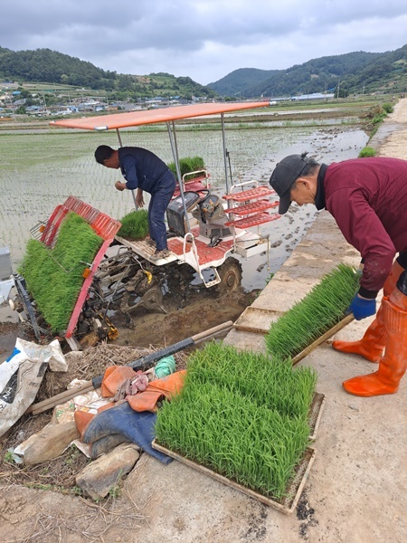 광주에서 내려온 오아무개씨가 아버님 논에서 모내기 일손을 돕고 있다. 