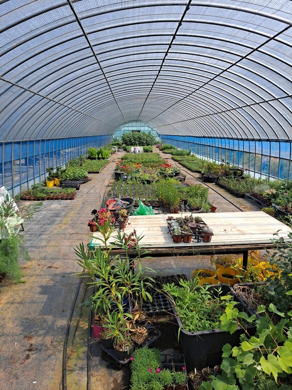 여수 화양면 용주리 ‘여수우리베리팜’ 블루베리 농장 삽목장이다. 사계절 삽목으로 묘목을 생산하고 있다.