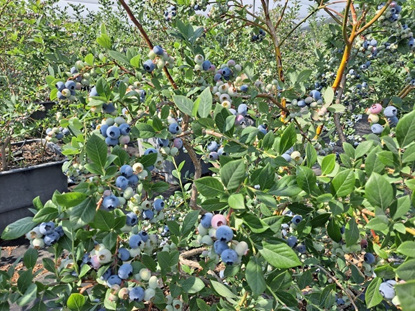 여수 우리베리팜 농장이다. 1400여평의 농장에는 블루베리 열매가 까맣게 익어간다.