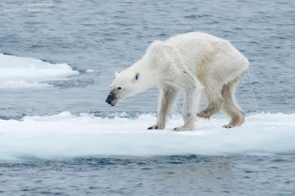 앙상한 모습의 북극곰, 지구온난화와 기후위기를 상징하는 장면이다.