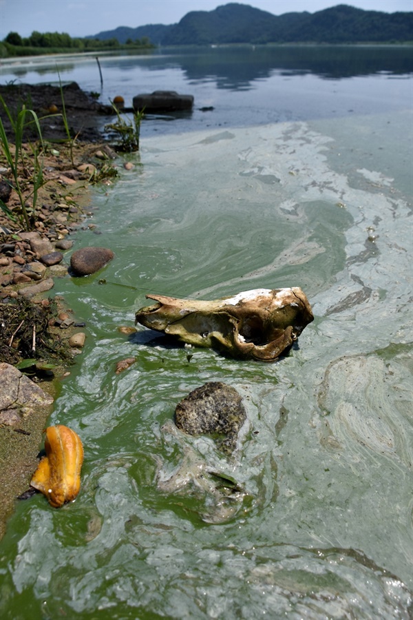 녹조가 심각히 발생한 성주대교 아래 낙동강. 죽은 동물의 머리 해골이과 함께 기괴한 모습의 낙동강을 보여준다. 