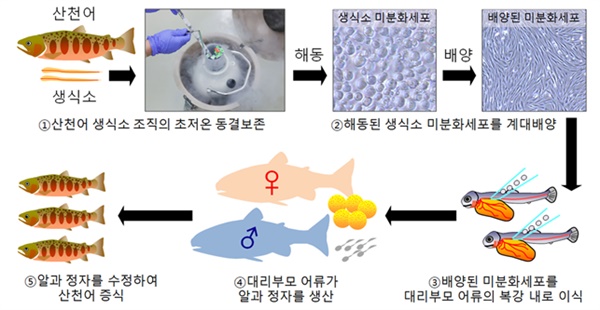 어류 미분화세포를 이용한 산천어 증식 실험 모식도