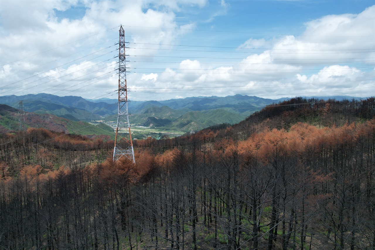  울진군 검성리 산불피해지에 위치한 365kv 송전선로  