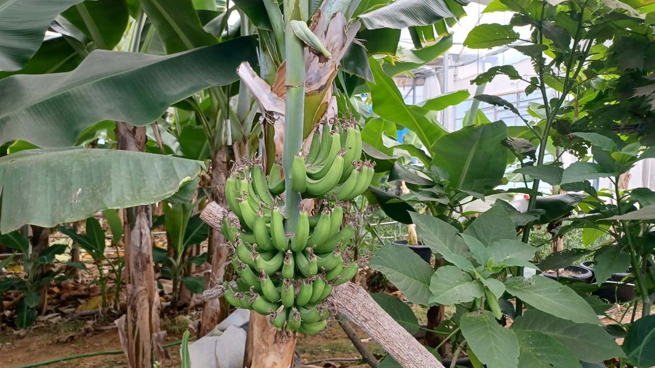 국산 바나나로 연중 생산이 가능하다