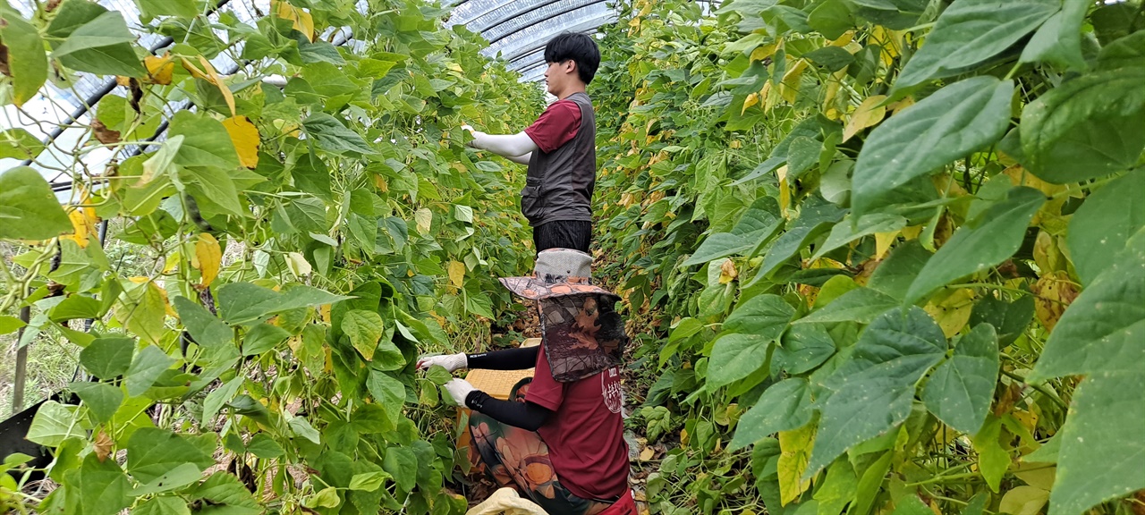 박준형, 황세원 두 학생이 비닐하우스 안에서 호랑이콩을 수확하고 있다. 