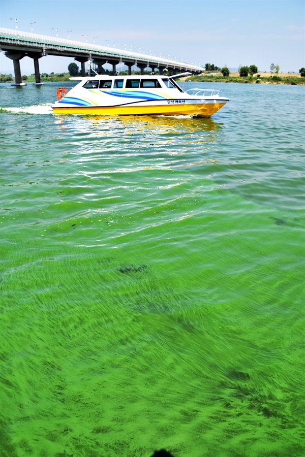 녹조 핀 강에서의 수상 레저 활동은 전면 금지되어야 한다. 너무나 위험한 행위들이 정부의 조치가 없으니 너무 쉽게 행해지고 있다. 