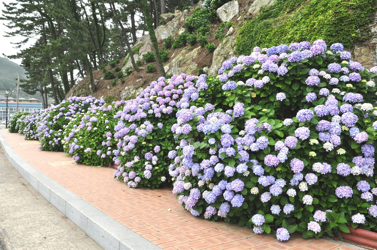 명사해변으로 가는 길에 핀 수국