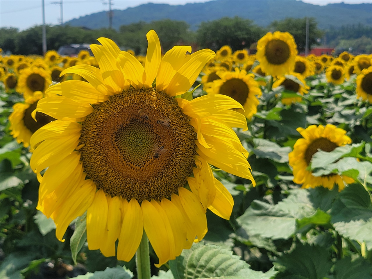 운산면에 조성되어 해바라기꽃밭이 시민들을 유혹하고 있다. 이곳 해바라기 꽃밭은 운산면 남·녀 새마을 협의회에서 조성한 것으로, 약 7천 송이의 해바라기가 장관을 이루고 있다.