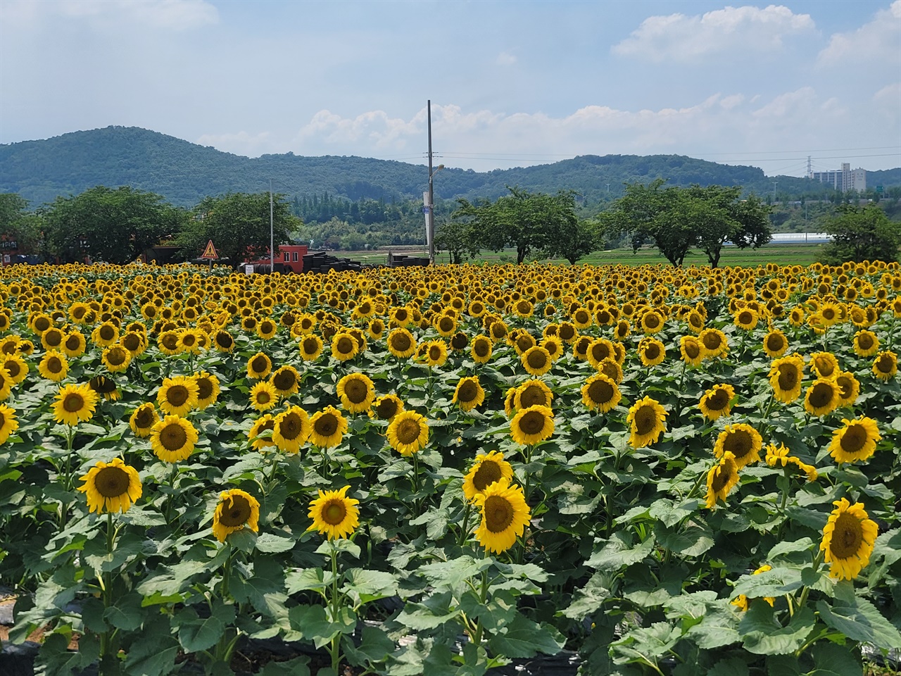 운산면 해바라기 꽃밭은 운산면 남·녀 새마을 협의회에서 조성한 것으로, 약 7천 송이의 해바라기가 장관을 이루고 있다.