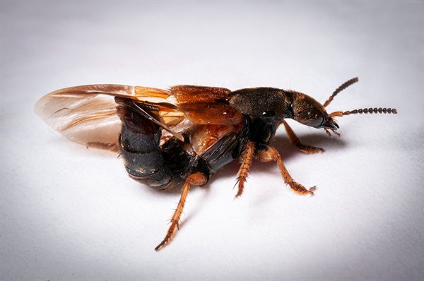 만능의 꼬리를 이용해 속날개를 접으며 등에서 페로몬을 내어 수컷을 부른다.