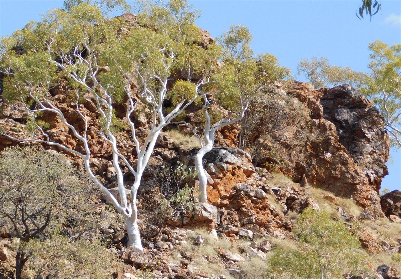 호주 특유의 검트리(Gum Tree)가 힘겹게 삶을 유지하고 있다. 