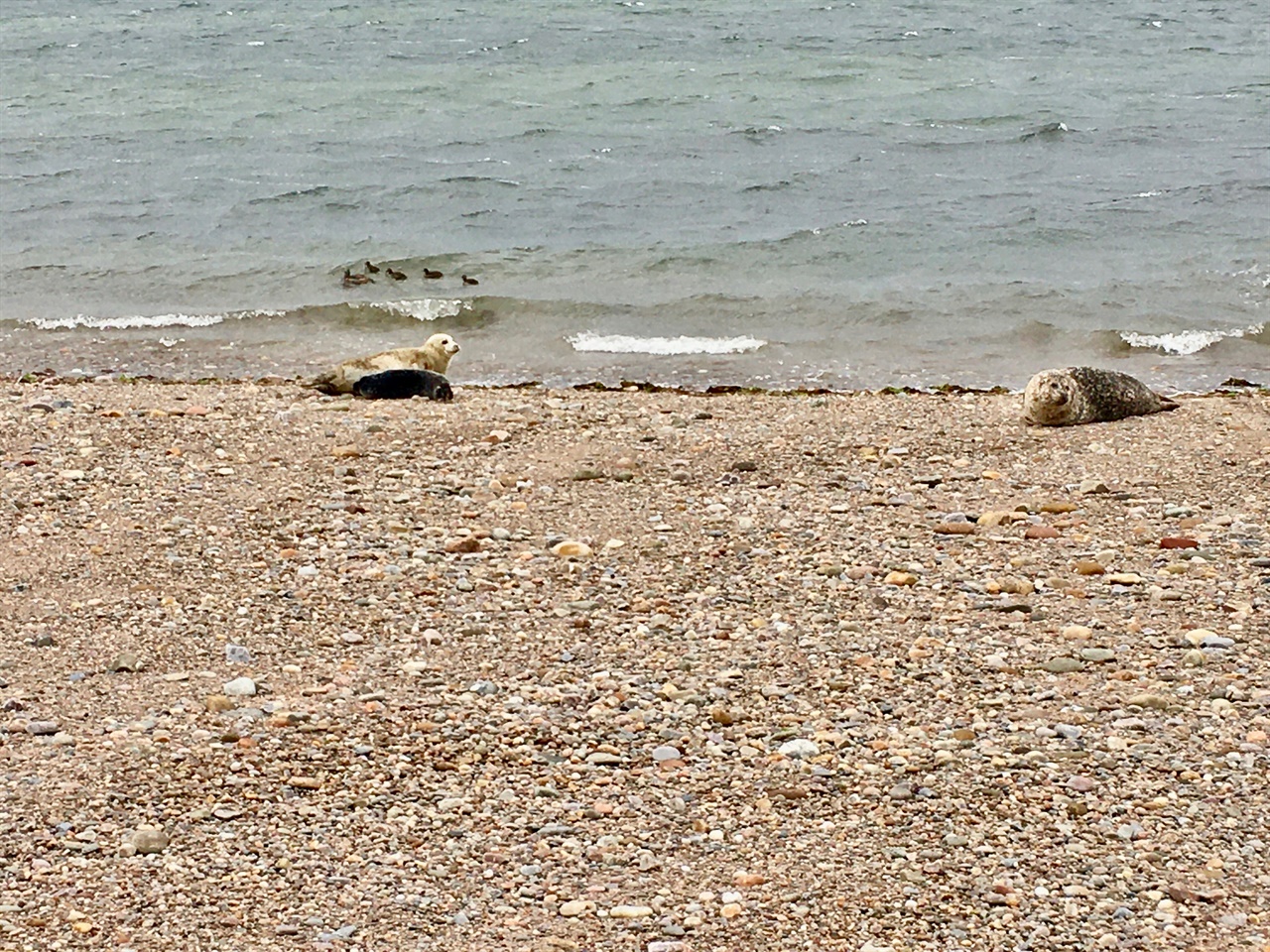 회색 바다표범(왼쪽), 항구 바다표범(오른쪽)