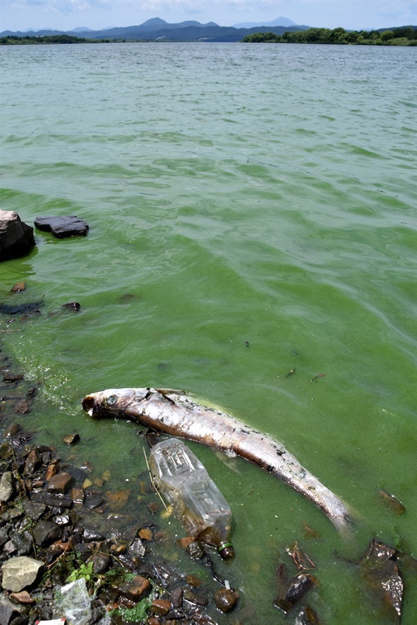  녹색 강물을 배경으로 죽어있는 거대한 강준치 한 마리. 무엇 때문에 죽었을까? 