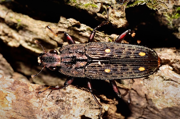애벌레는 참나무 수액에 몰려드는 작은 곤충을 먹는다.