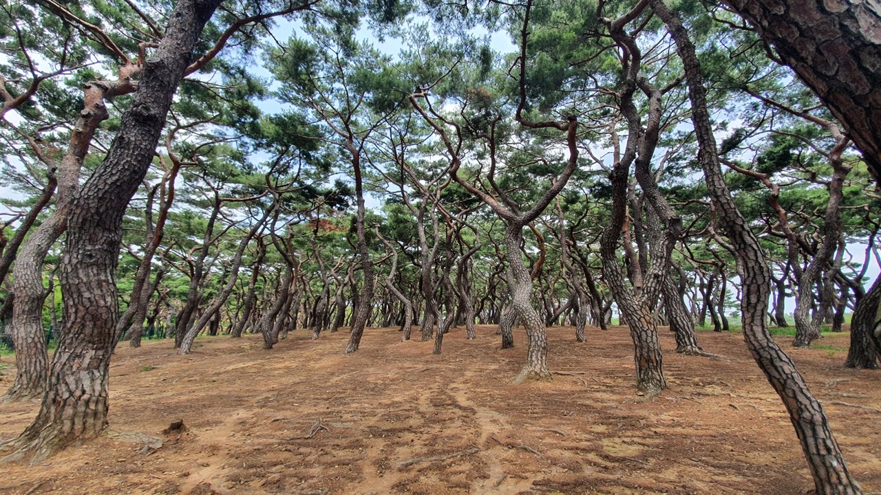 흥덕왕릉 앞에 펼쳐진 소나무숲은 사진작가의 출사지로 알려져 있다.