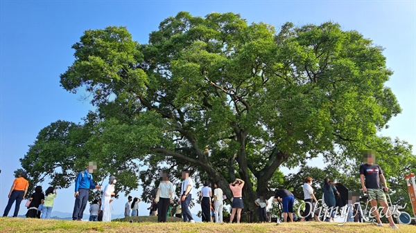  창원 의창구 대산면 북부리 동부마을 ‘팽나무’