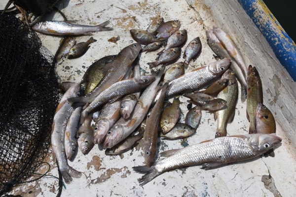 통발 세 개에서 건져 올린 물고기들. 대부분 죽었다. 불루길 한 마리만 살아있다. 대부분 배스와 블루길 같은 외래종이다. 