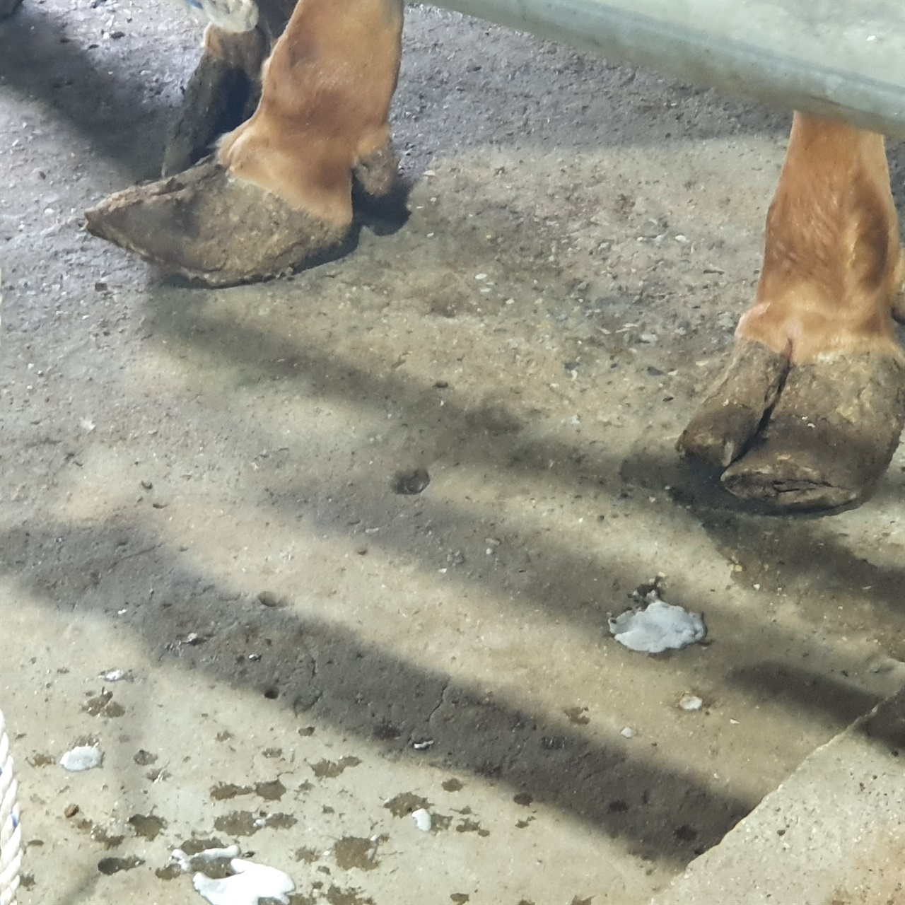 소의 발굽을 관리하지 않은 채로 도축장으로 오게 된 경우 미끄러운 바닥에 하중을 견디지 못하고 쓰러지는 경우가 있다. 오랜 기간 살만 찌우는 방식으로 사육했기 때문이다.