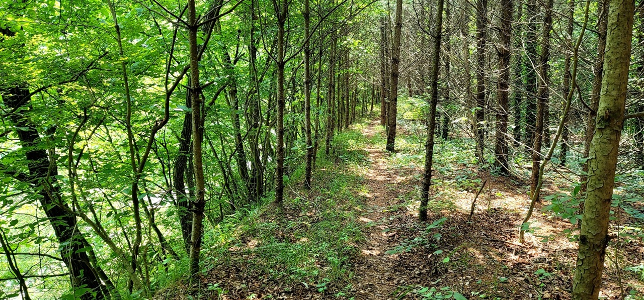 아무리 더운 여름이라도 시원한 숲속.길을 걷는 내내 내리계곡 폭포소리가 청량감을 준다.