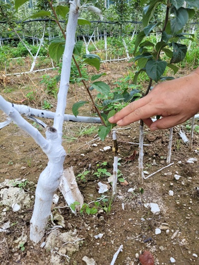 고밀식 재배 대목(하단)과 품종 묘목(상단)의 접목