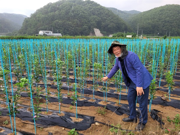 현서농협 묘목 시험장