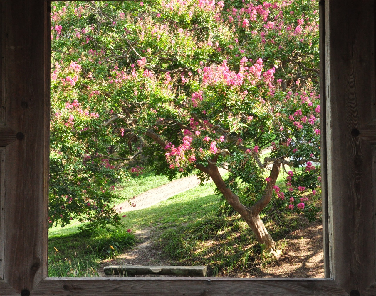 하목정에 나있는 작은 문 사이로 보이는 배롱꽃.