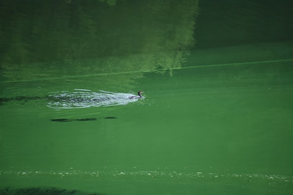 녹조라떼 낙동강에 민물가마우지 한 마리가 유영하고 있다. 녹조는 인간뿐 아니라 모든 생명들에게 영향을 끼친다. 