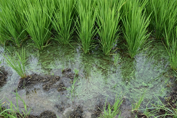 녹조가 논에서 무럭무럭 자란다. 녹조 속에 들어있는 마이크로시스틴이 쌀 속에 들어가 있는 이유다. 