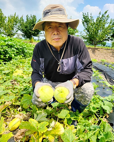 강희춘 대표가 직접 기른 사과참외를 나누기 위해 수확하고 있다.