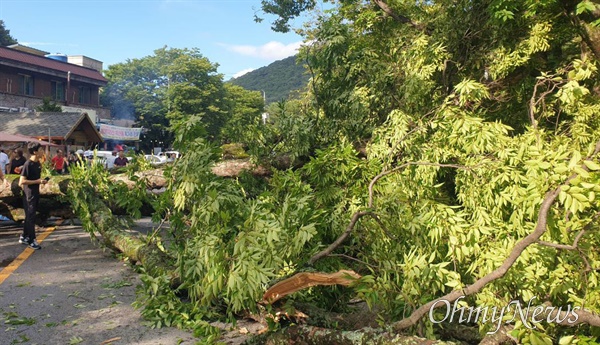 8월 4일 오후 5시경 남원시 산내면 달궁야영장 쪽 느티나무의 한 쪽 줄기가 쓰러졌다.
