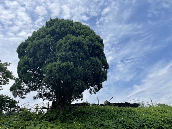 길종분 할머니 텃밭을 지켜주는 나무