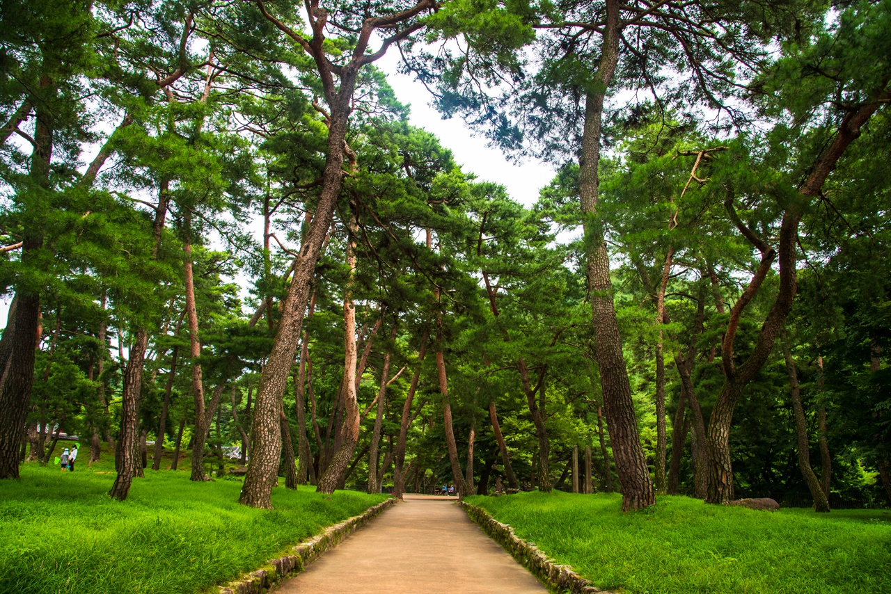  소수서원의 소나무 숲. 300~500년의 세월을 견뎌낸 소나무들로 이뤄져 있는데, 지역 선비들이 나무를 꾸준히 심은 인공림이다.