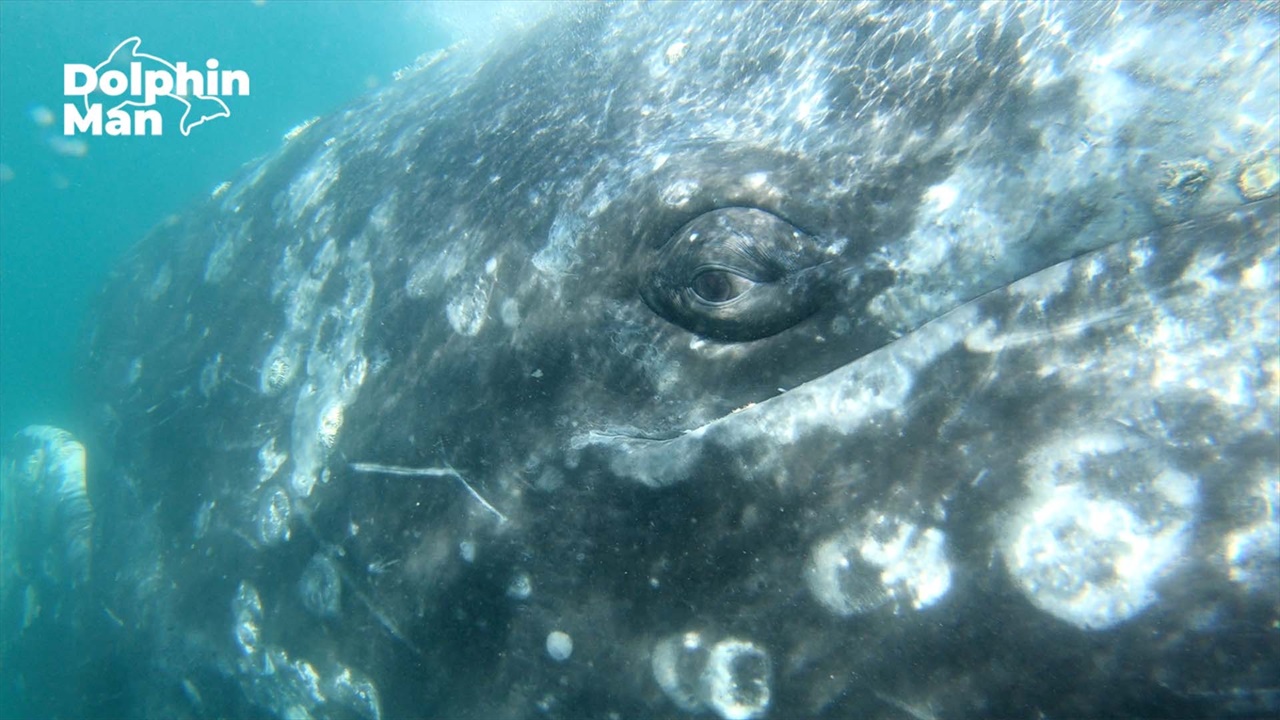  2019년 1월, 멕시코 바하칼리포르니아에서 촬영한 귀신고래
 (무단사용 및 재판매 DB금지) 


