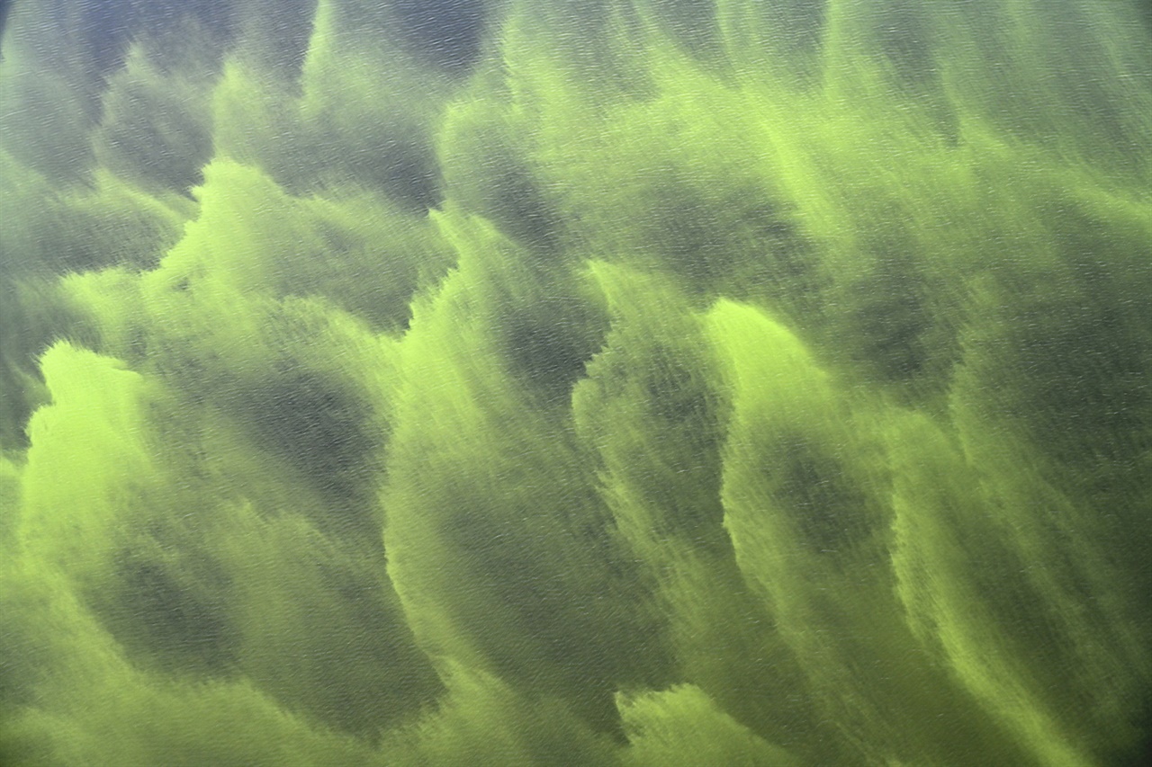 녹조의 아름다운 빛깔 구지면 앞 낙동강물의 모습