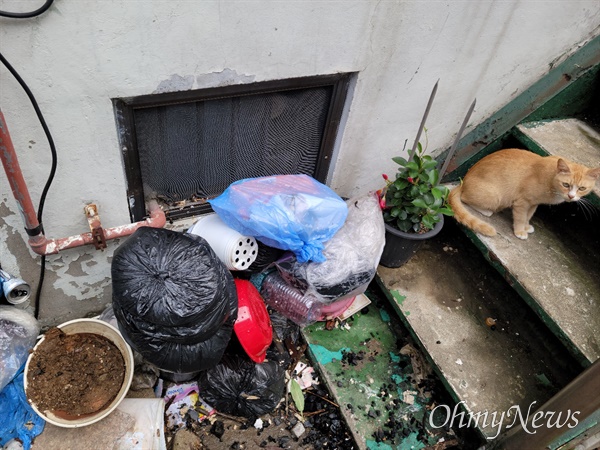 8일 밤 폭우로 인해 서울 동작구 상도동의 한 주택 반지하에 살던 50대 여성 A씨가 익사했다. 10일, A씨가 살던 반지하 집 앞에 A씨가 키우던 고양이들이 모습을 보였다. 주변 이웃들에 따르면 A씨는 침수 상황 도중 고양이들을 구하고 나오려다 숨졌다.