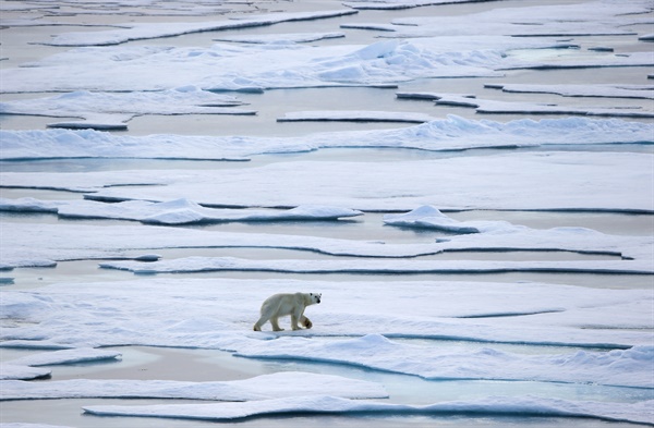 2015년 8월 13일 북극해 빙하 위를 걷는 북극곰