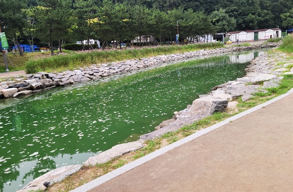 부산 사하구 다대포해수욕장과 연결되어 있는 해수천이 낙동강 녹조의 영향으로 녹색을 띄고 있다.
