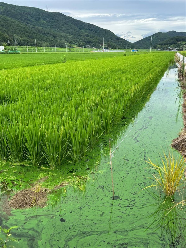  경남 합천군 덕곡면의 한 논. 논에서 심각한 녹조가 창궐했다. 낙동강물을 농업용수로 공급받고 있기 때문이다. 