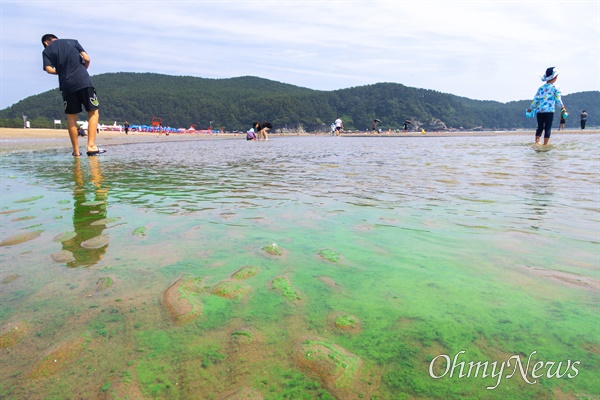지난 13일 오후 부산 사하구 다대포 해수욕장에 지속된 폭우로 인해 전날 부터 낙동강에서 유입된 녹조가 해변을 채우고 있다. 