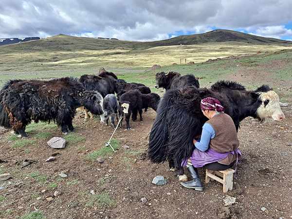 고산지대에 사는 카자흐족 아주머니가 야크젖을 짜고 있다. 처음 젖짜기를 싫어하던 어미가 새끼를 묶어놓자 순순히 응했다. 젖먹이 새끼를 옆에 두어야 젖이 나온다는 걸 아는 유목민의 지혜다