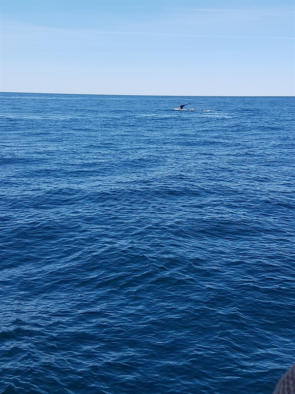 미국의 뉴잉글랜드 수족관은 고래의 유전자를 분석하여 북대서양참고래의 보전을 위해 연구활동을 하고 있다. 수족관 방문시 두 시간가량 배를 타고 멀리서 관찰한 고래.