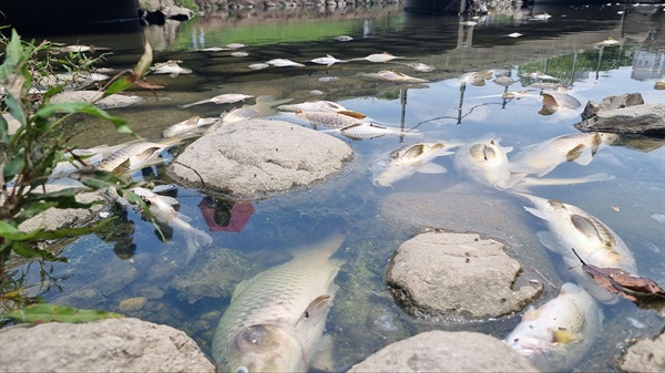 부산의 대표적 도심하천인 온천천에서 물고기가 떼죽음을 당해 논란이다. 지난 주말 촬영한 현장의 모습.