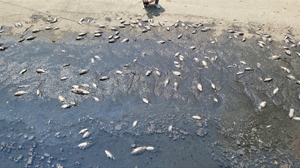 부산의 대표적 도심하천인 온천천에서 물고기가 떼죽음을 당해 논란이다.
