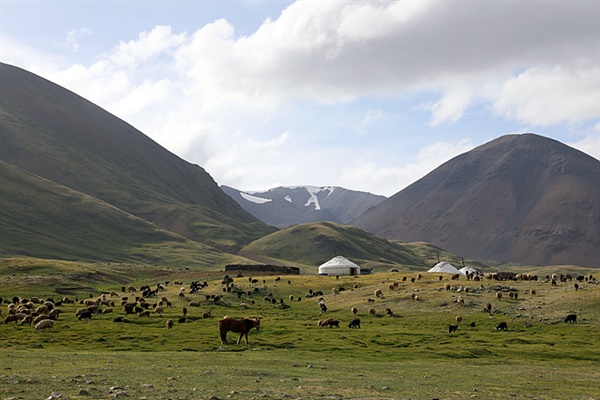 캠핑장 인근 카자흐족들이 키우는 가축들이 풀을 뜯고 있다