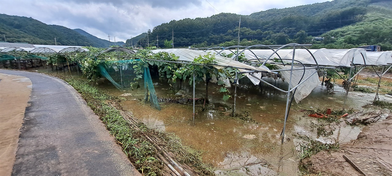  폭우로 침수된 청양군 온직리의 한 포도밭. 포도 수확이 어려운 상태이다. 