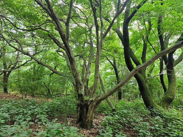 동검북돈대 터에는 이런 나무들이 자리잡고 있다.