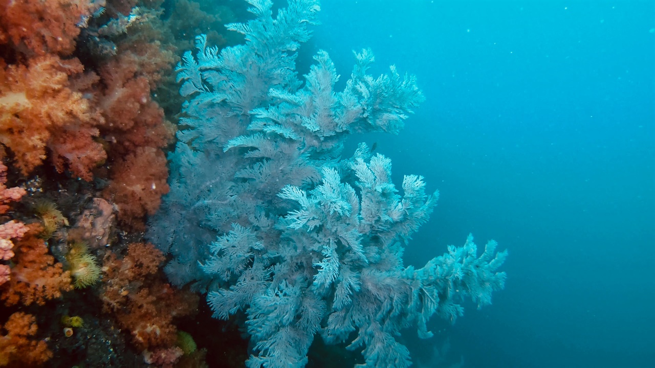 서귀포 문섬 바다에서 만난 산호, 긴가지해송