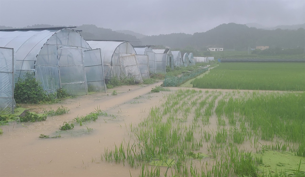 집중호우로 인한 양평군 농경지 피해 모습