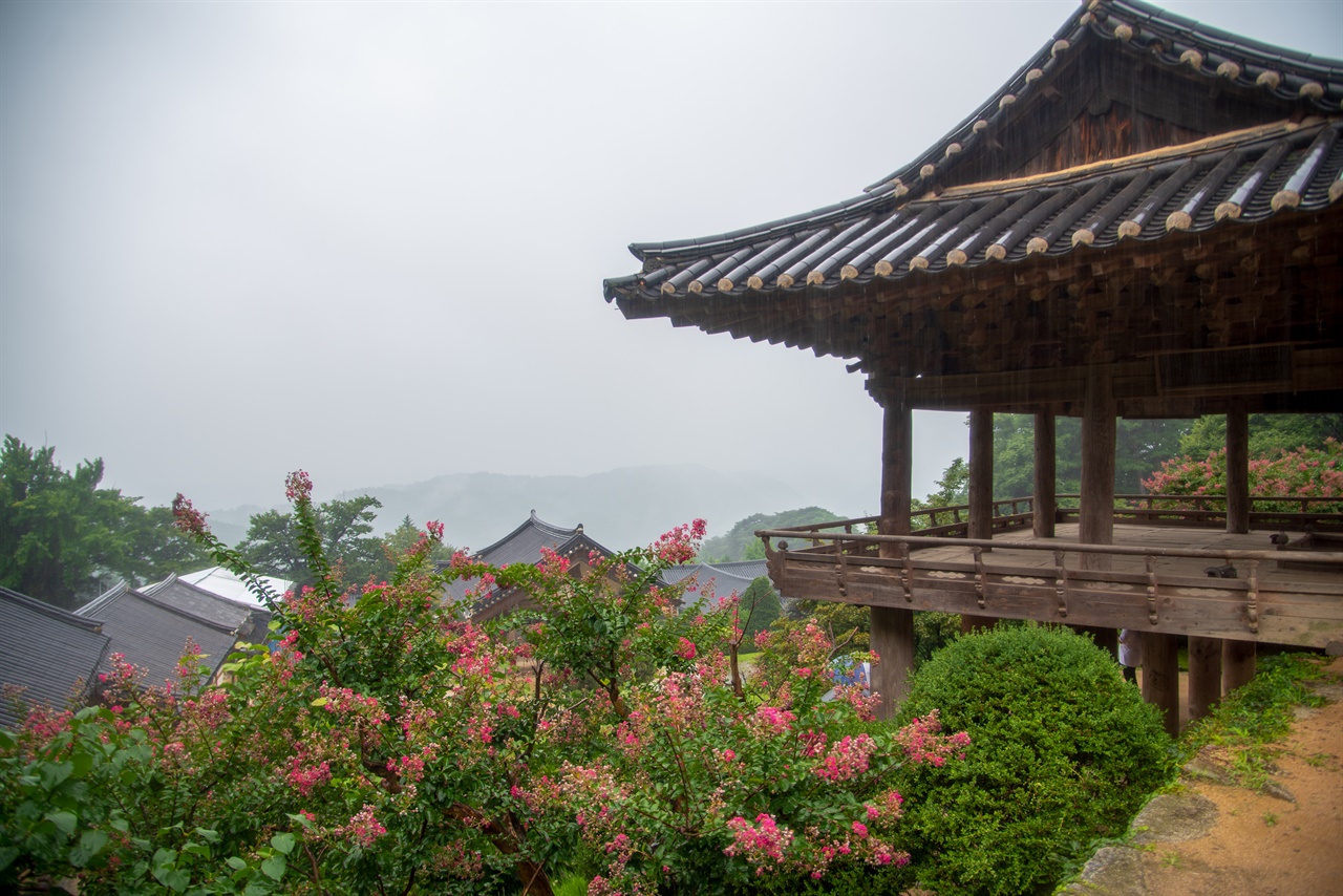  안양루 옆에서 보는 배롱나무 아래의 세계. 부석사 경내의 지붕들이 산자락과 어울려 내려가는 느낌이다.